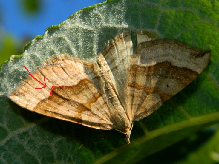 Falena da identificare